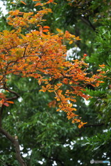 山香（ヤマコウバシ）