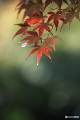 気がせいて