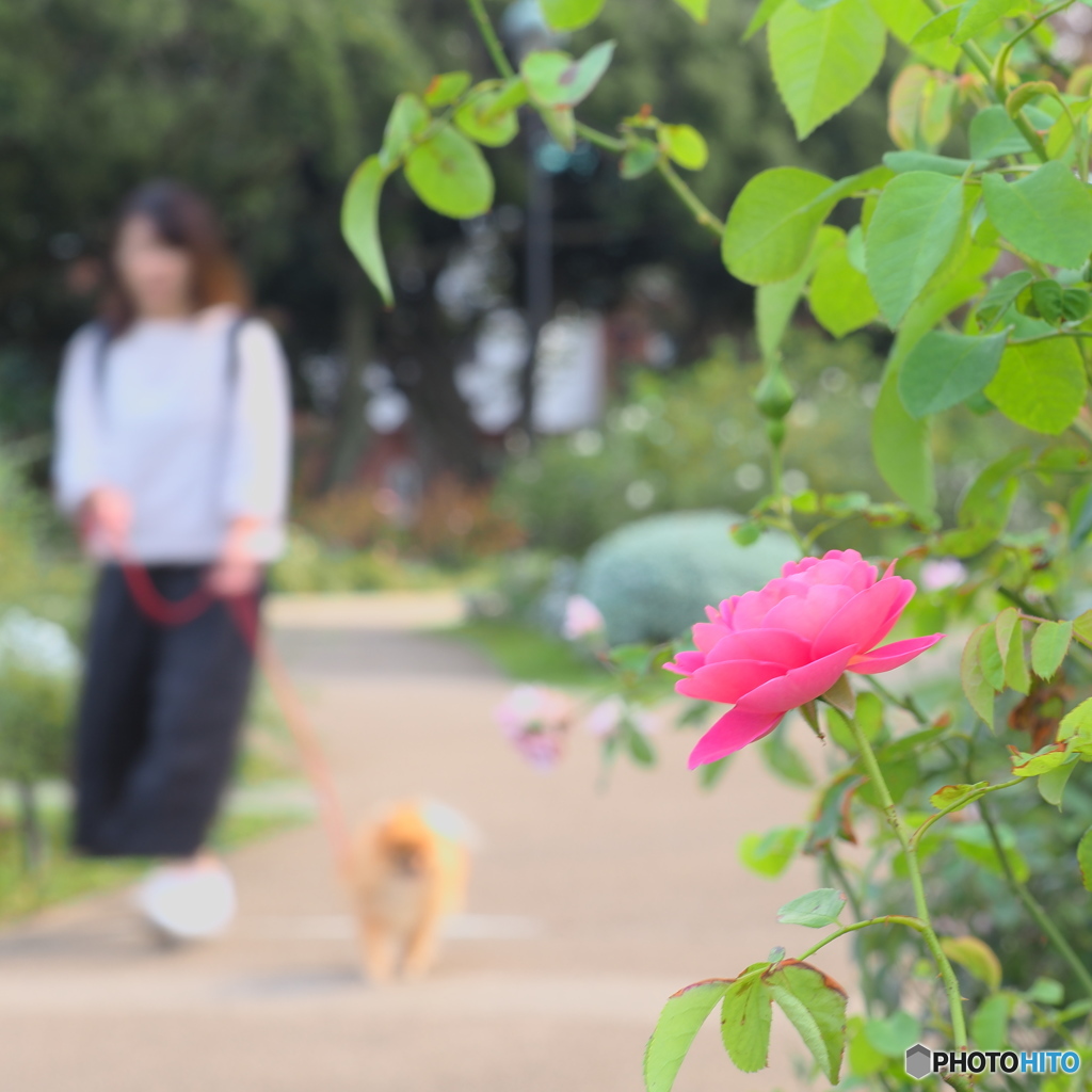 爽やかな薄紅
