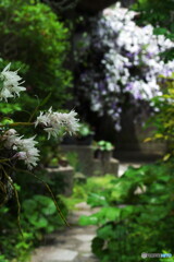 古刹の花姿