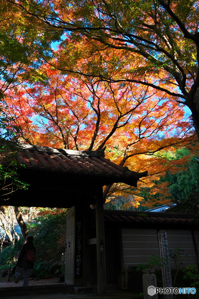 紅葉の俳句門