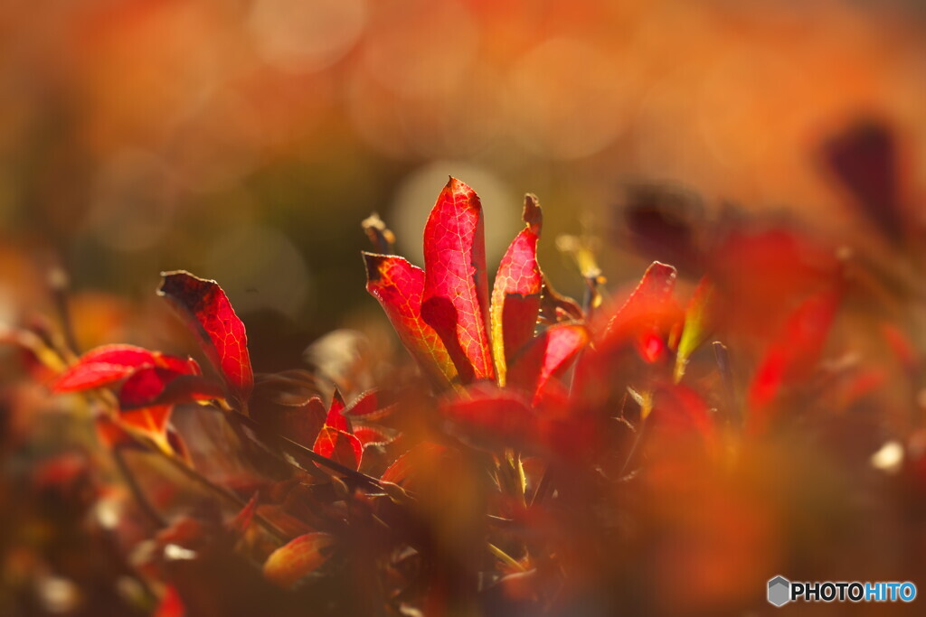 満天星の紅
