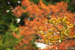 百日紅も素敵だなぁ