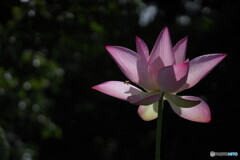 蓮花の光