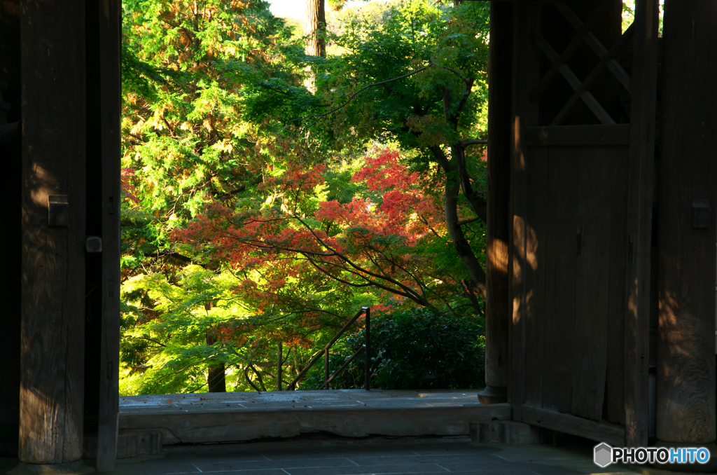 鎌倉Ｎｏｗ1紅誘い（円覚寺）