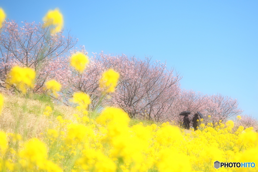 春  実感