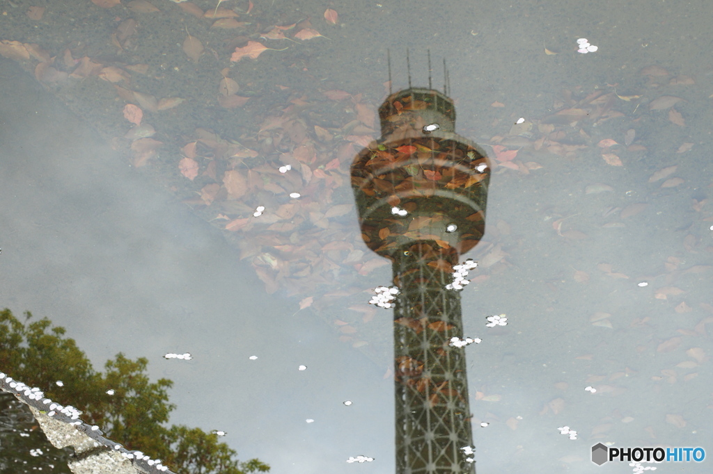 名残の桜03