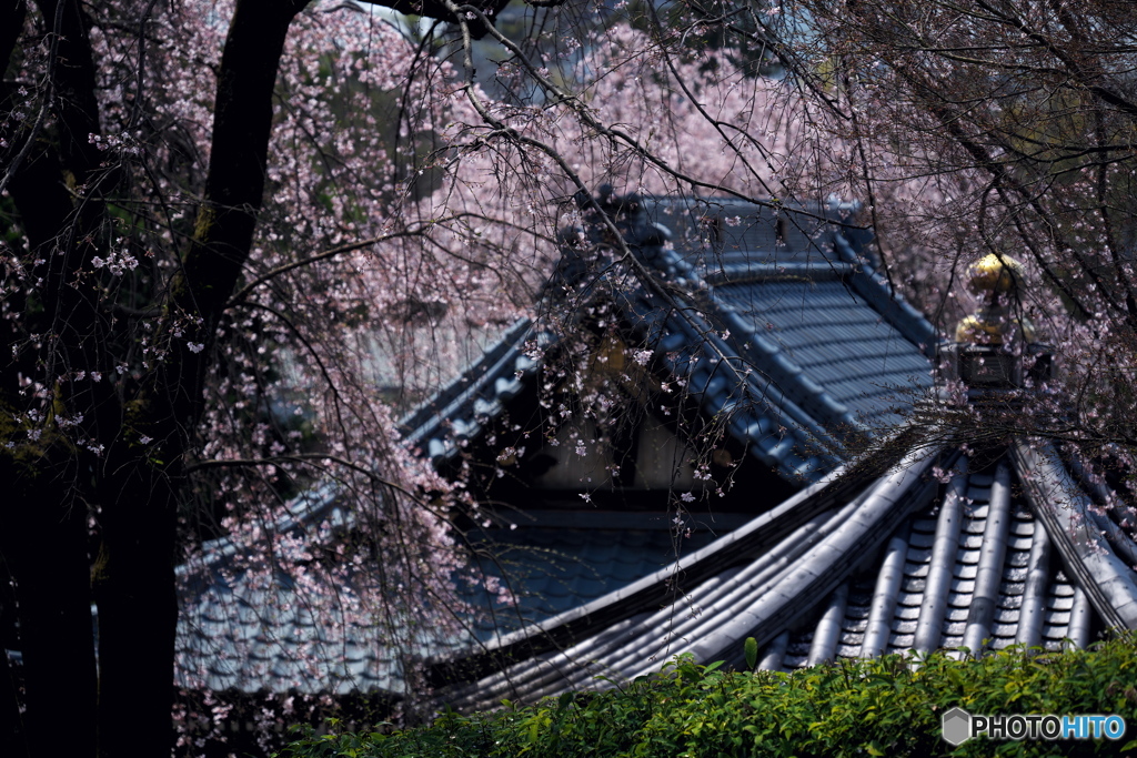 宏善寺桜景色Ⅱ