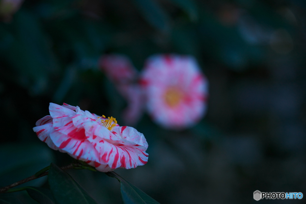 花たちのおしゃべり