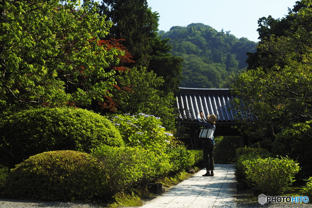 良いの撮れましたかⅩⅥ(浄妙寺）
