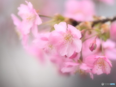 寒桜花姿