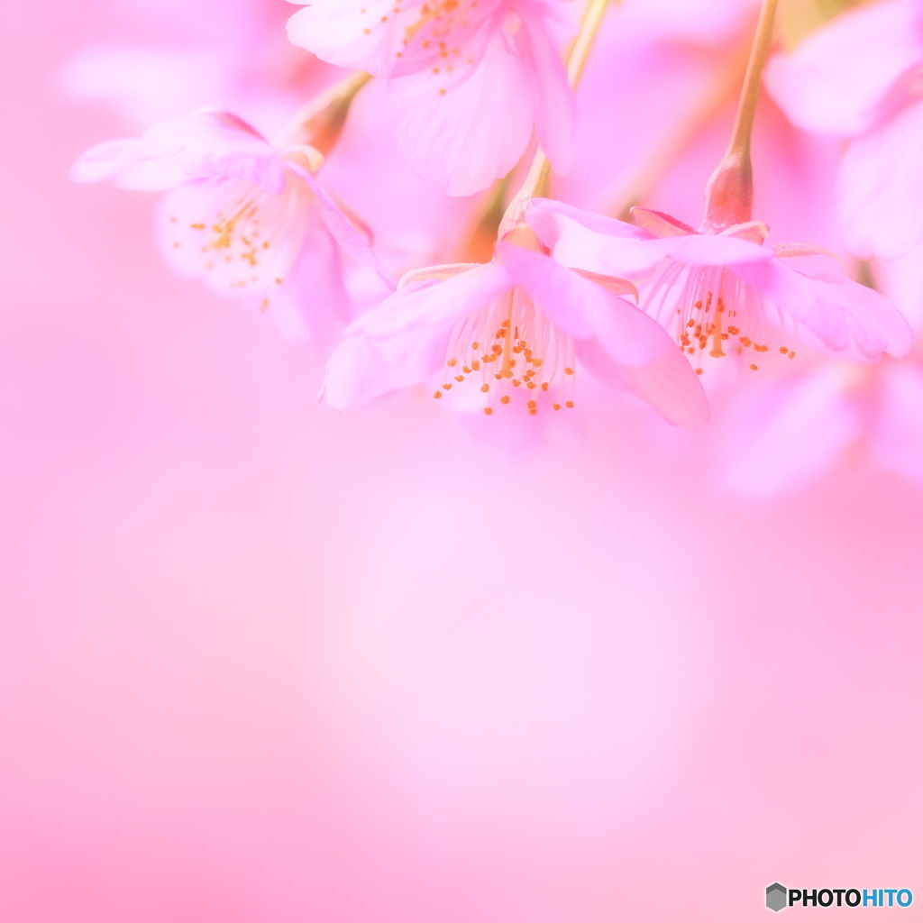 春　妖精たち