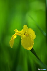 この花の季節ですね