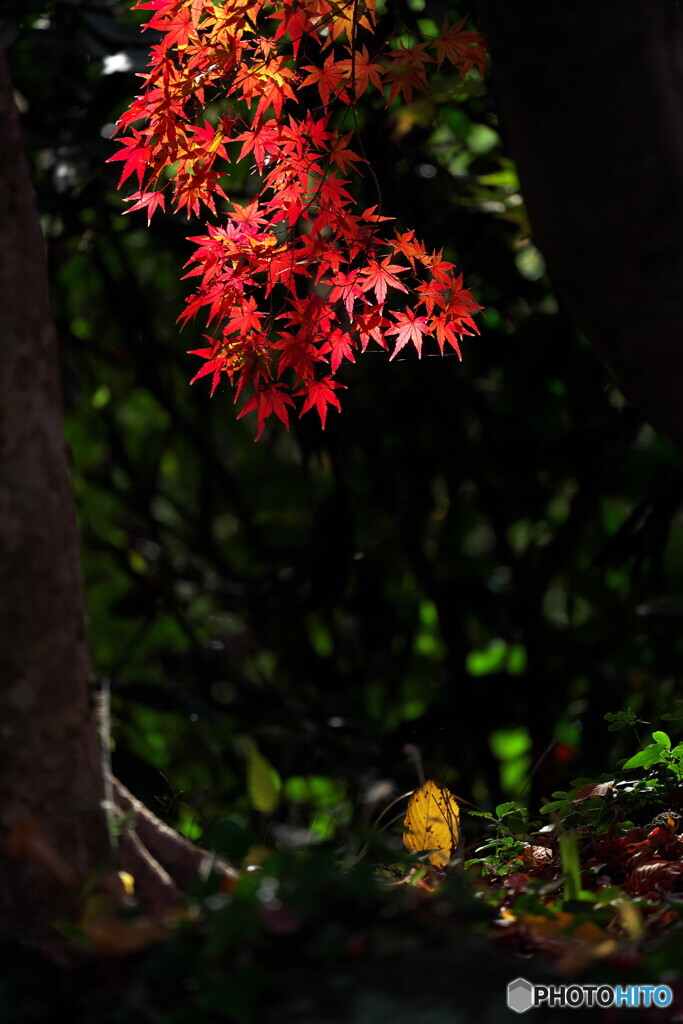 お名残り惜しや