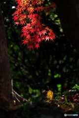 お名残り惜しや