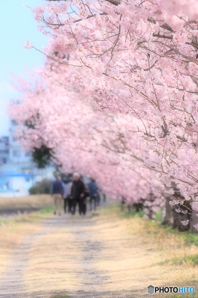 春木径にて