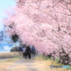 春木径にて