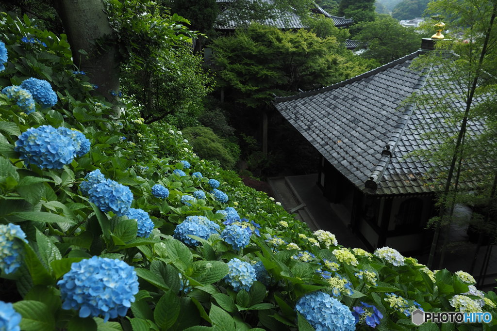 鎌倉NOW長谷寺01
