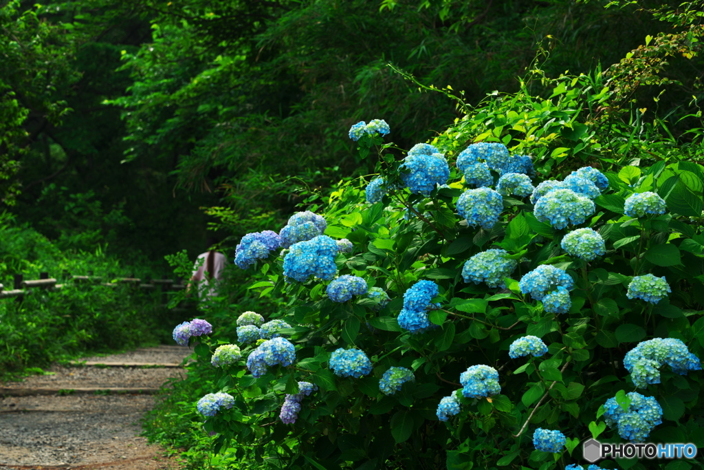 いつの間にか紫陽花の季節