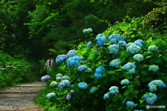 いつの間にか紫陽花の季節