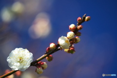 初梅(水心鏡）