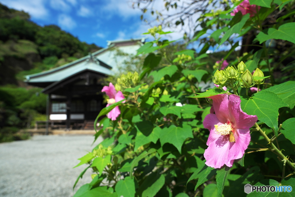 日差しは夏