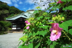 日差しは夏