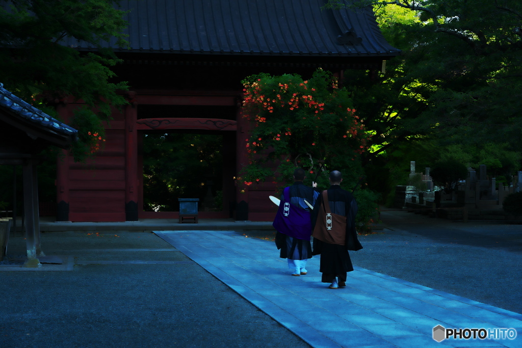 凌霄花（妙本寺)