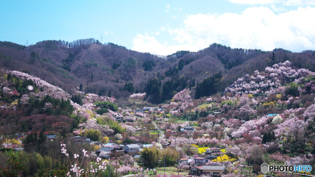 花見山を望む