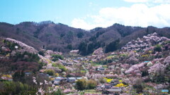 花見山を望む