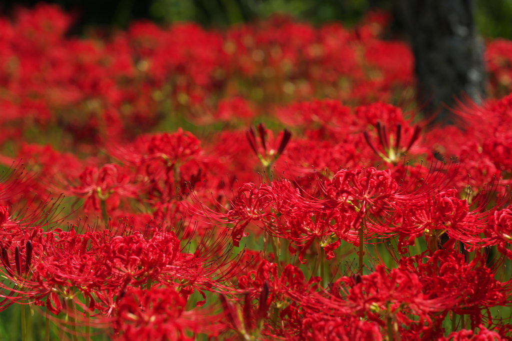 紅　紅　紅