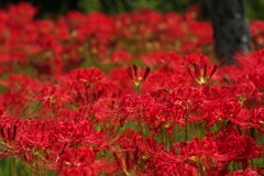 紅　紅　紅