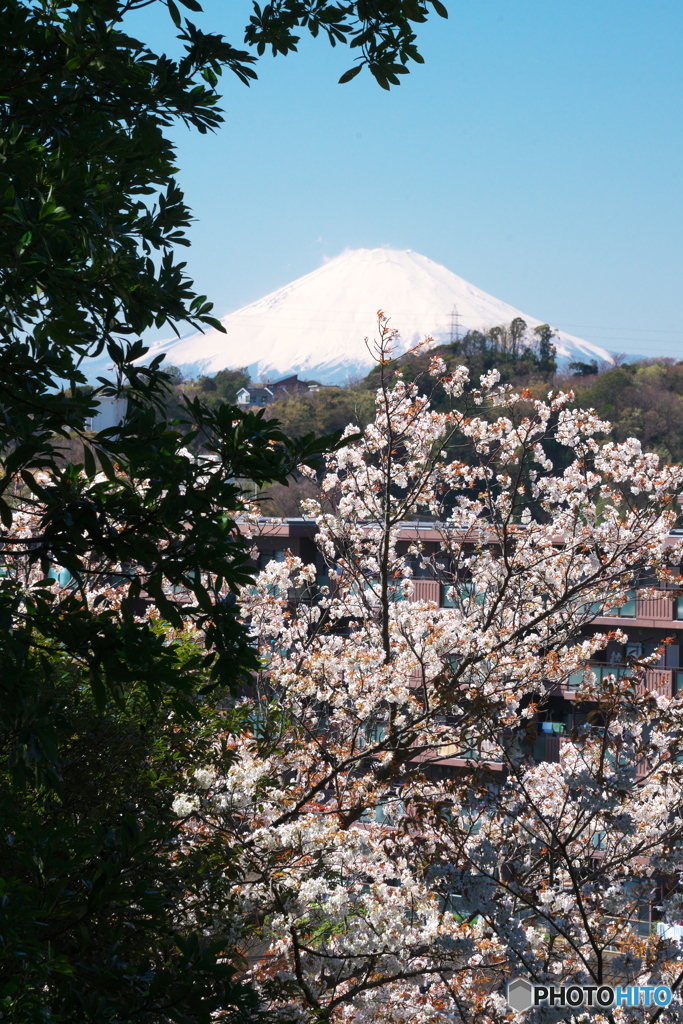 桜に富士に
