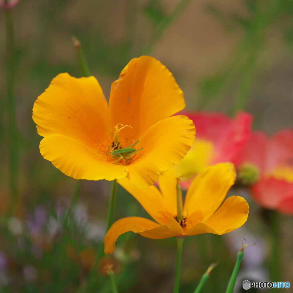 花菱草の住人