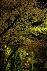 夜桜情話