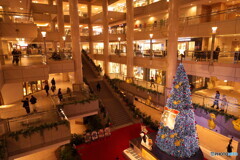 クリスマスツリーに魅かれて