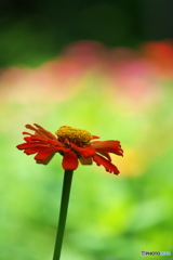 夏の花咲くⅡ