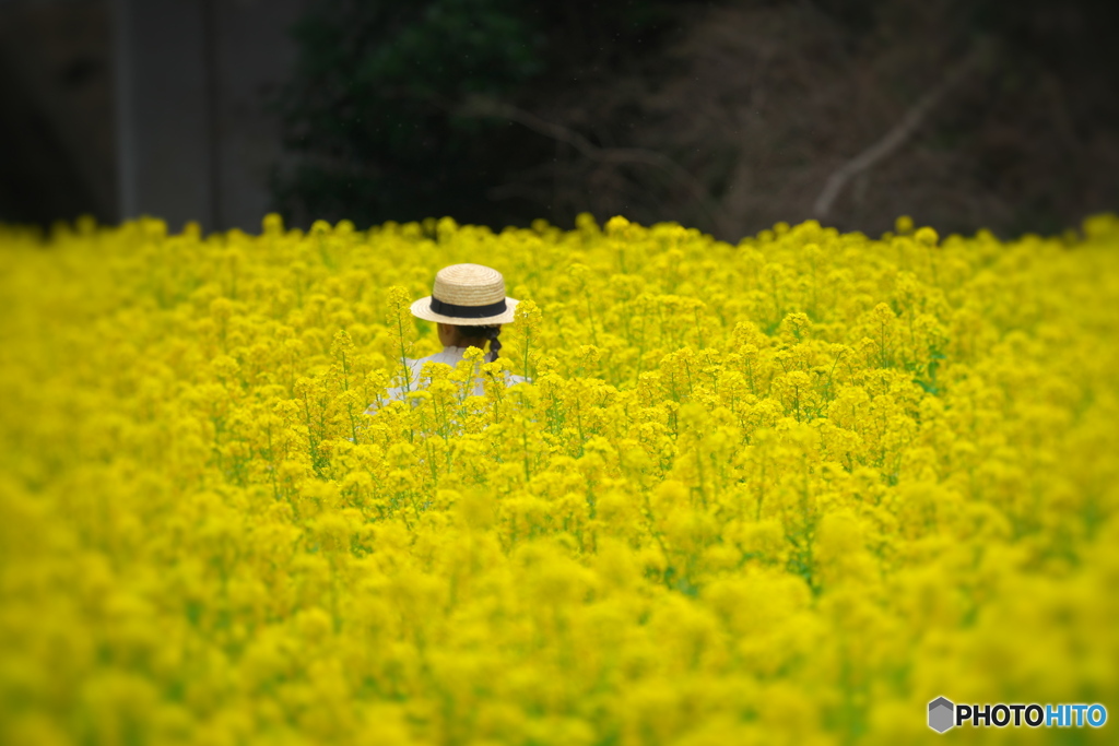 菜の花の妖精さん