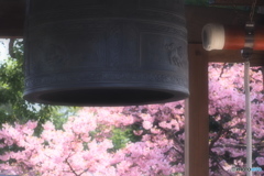 鐘と桜と