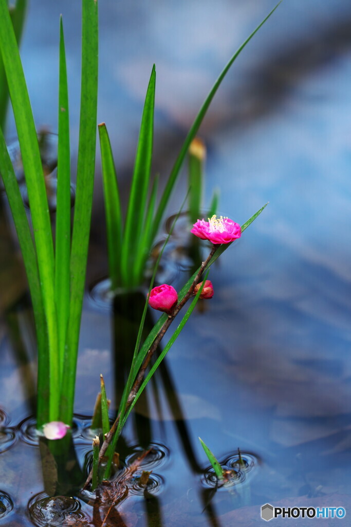 粋な活け花