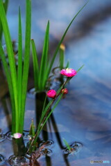 粋な活け花