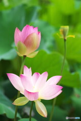 無常