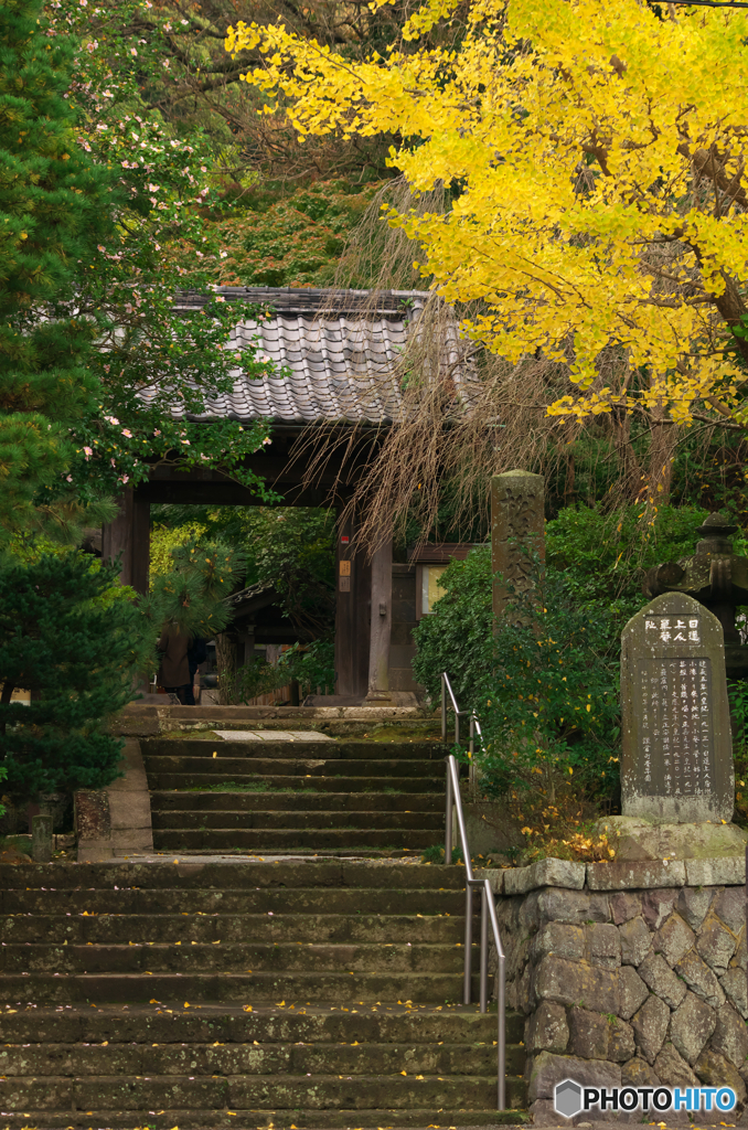 鎌倉Ｎｏｗ4黄葉誘い（安国論寺）