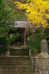 鎌倉Ｎｏｗ4黄葉誘い（安国論寺）
