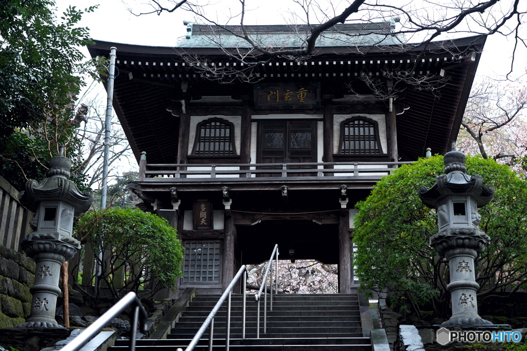 山門の向こうに桜