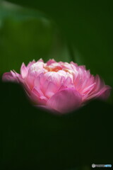咲く力