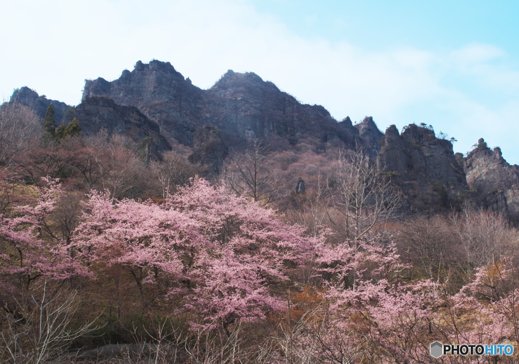 奇岩と桜と