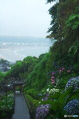 成就院紫陽花便り