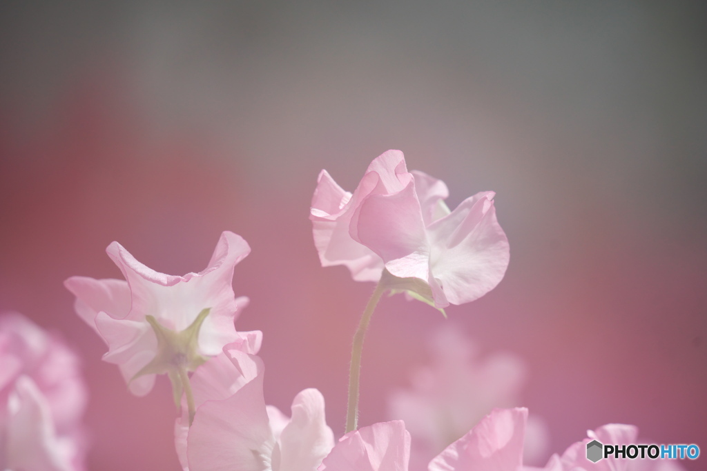 花舞