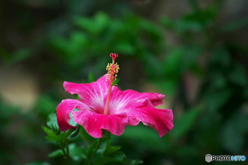 蕊にキュンキュン